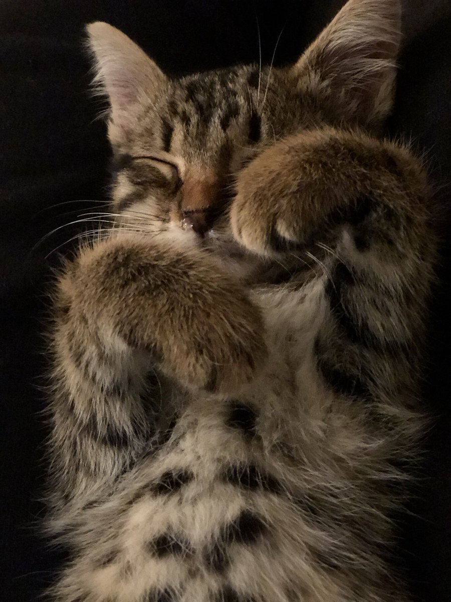TCWxCoin1's tweet photo. @taylornation13 This reminds me of adopting my kitten Cooper (he also loves belly rubs) 😻 https://t.co/dxJ28Bg5uo