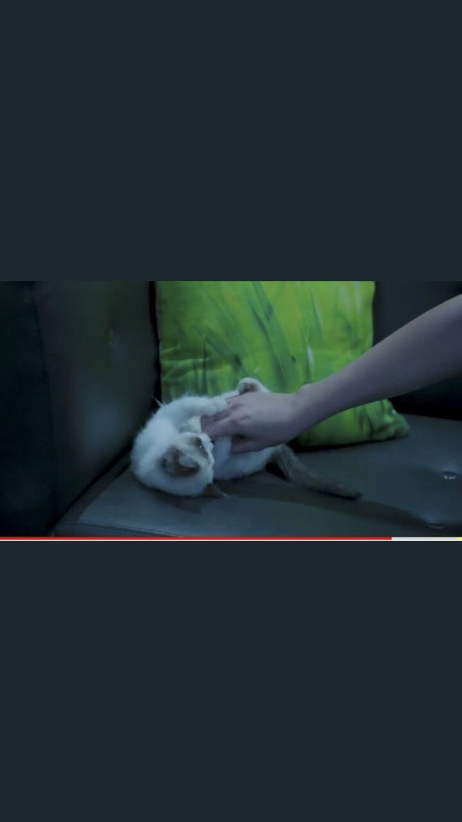 TCWxCoin1's tweet photo. @taylornation13 This reminds me of adopting my kitten Cooper (he also loves belly rubs) 😻 https://t.co/dxJ28Bg5uo