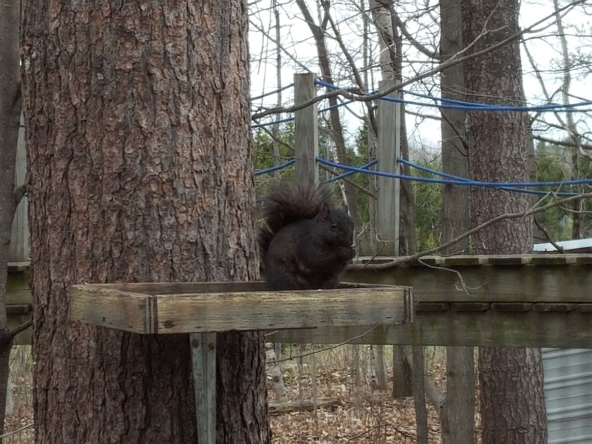 oursquirrelfarm's tweet photo. Little mama grabbing a late dinner. Looks like we can expect some new pups soon! #squirrels #babies #spring #nature #farmlife #blacksquirrelfarm #michigan #mothernature https://t.co/9ULhrTdCkx