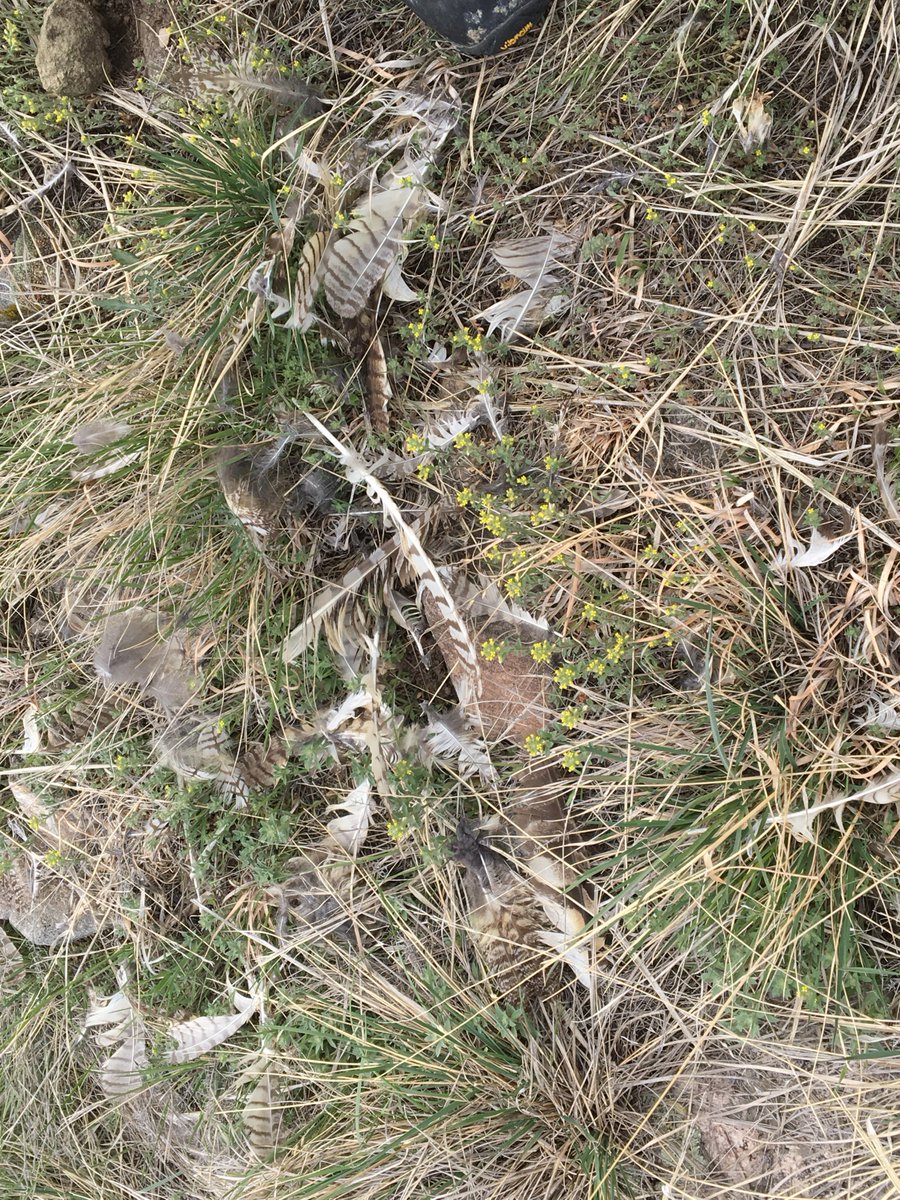 biologistdave3's tweet photo. During our heron count we saw this Great Horned owl at #WaldenPonds .  Those huge wings provide maneuverability and quiet for a stealthy hunter. They are also what is left of this owl who met his demise at #RonStewartPreserve at #RabbitMountain Maybe the golden eagles got it? https://t.co/SgryCMFp1H