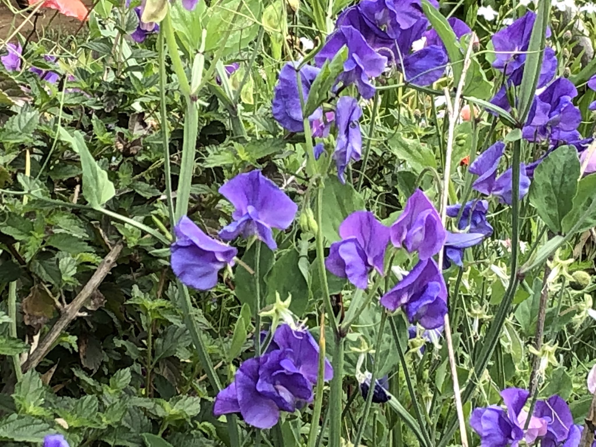 Turishi いいだか A Twitter 数日前に見つけた紫のスイートピーである 花言葉は 永遠 の喜び である スイートピーには一般的には 門出 と 別離 別れ の花言葉がつけられているから 令和という新しい年にはぴったりだと掲載し 参拝はいつもの小さな祠にしま