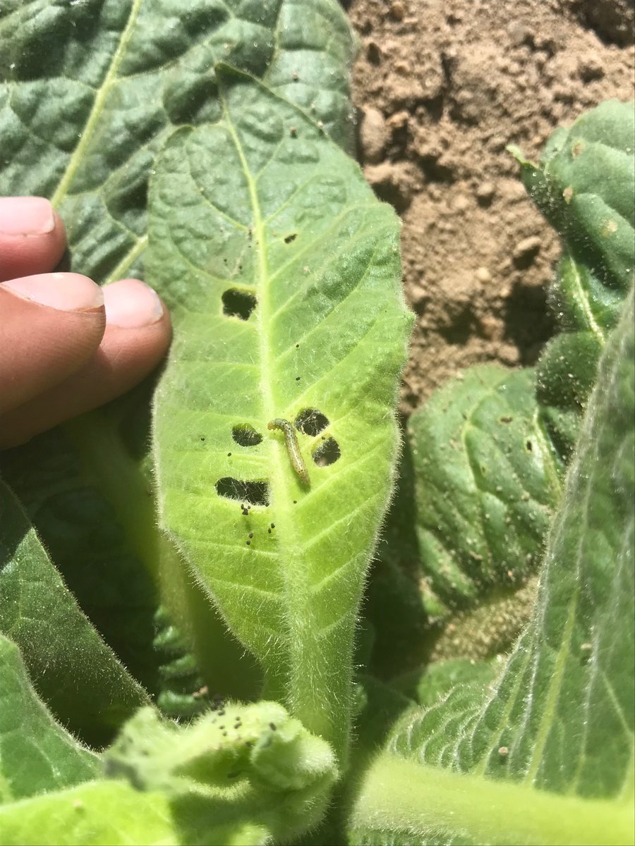 Budworms showing up in earliest planted tobacco.