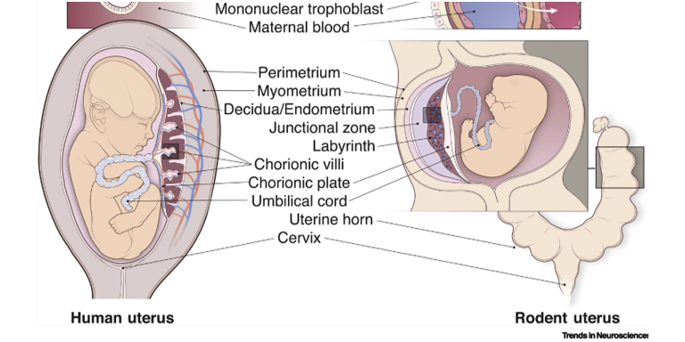 TrendsNeuro's tweet photo. Fascinating discussions by Helen Chen (@helenjchen1) &amp; Tamar Gur (@GurLab), @TrendsNeuro Review
Do #microbiota colonize the #placenta and #uterus in a healthy pregnancy? Can microbiota colonize the intrauterine environment following psychosocial stress? 

https://t.co/Eu9Ttbuixc https://t.co/meJNAmFrLj