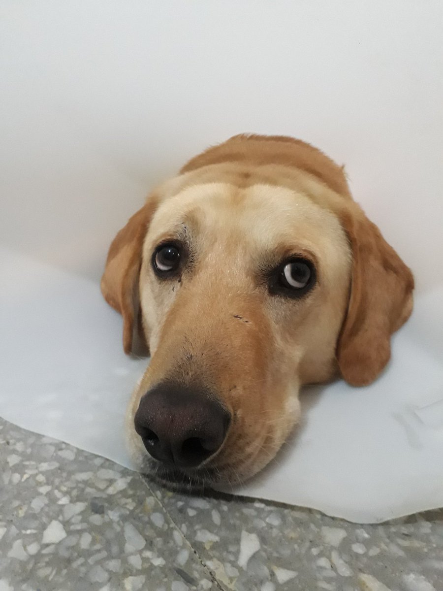 FedericoMaggio1's tweet photo. Tengo el perro mas hermoso del mundo, no tengo dudas y aca van  un par de pruebas https://t.co/uj7LTG4fAy