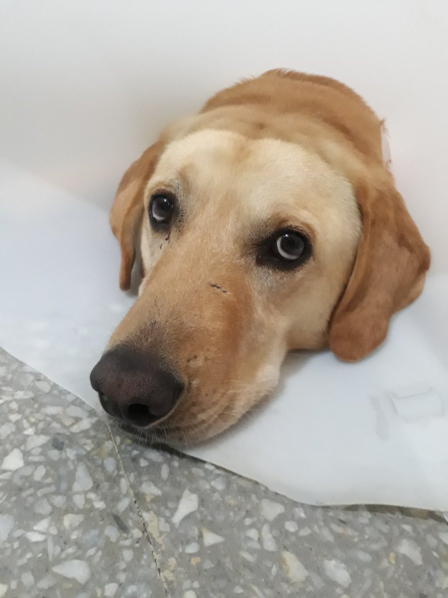 FedericoMaggio1's tweet photo. Tengo el perro mas hermoso del mundo, no tengo dudas y aca van  un par de pruebas https://t.co/uj7LTG4fAy