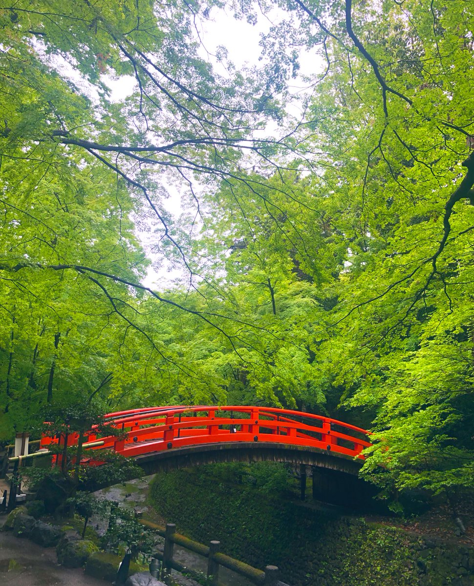 北野天満宮 北野文化研究所 V Twitter 恵みの雨のあと 青もみじの鮮やかさが際立ちます 京都 北野天満宮 青もみじ 令和元年5月1日