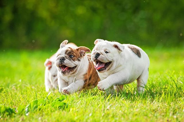 BnCPetGoods's tweet photo. When you see the icecream truck turning the corner of your street 🤤🍦🐶
.
.
.
.
.
#dogs #dogstagram #dogsofinstagram #rawfeddogs #rawfed #rawfeedingcommunity #adventuredog #showdog #bncpet #icecreamtreat #keepyoureyesontheprize https://t.co/LTRS9VVtlP https://t.co/E1d6DoYvTq