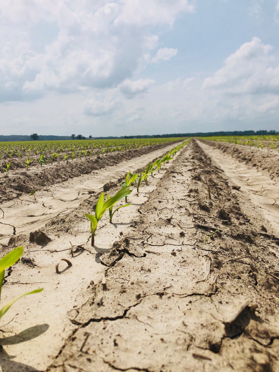 GlastetterMark's tweet image. This corn is off to a great start. Even emergence is key to big yields. #mocorn #plant19 #biologicals #liquidfertilizer #sugar