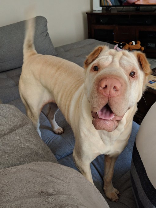 Leia hopes you're having a great day 🐾 https://t.co/WVUyl42hJz