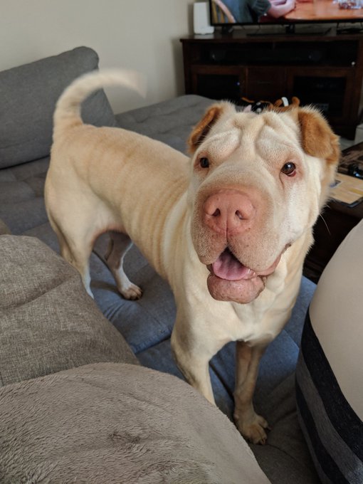 Leia hopes you're having a great day 🐾 https://t.co/WVUyl42hJz