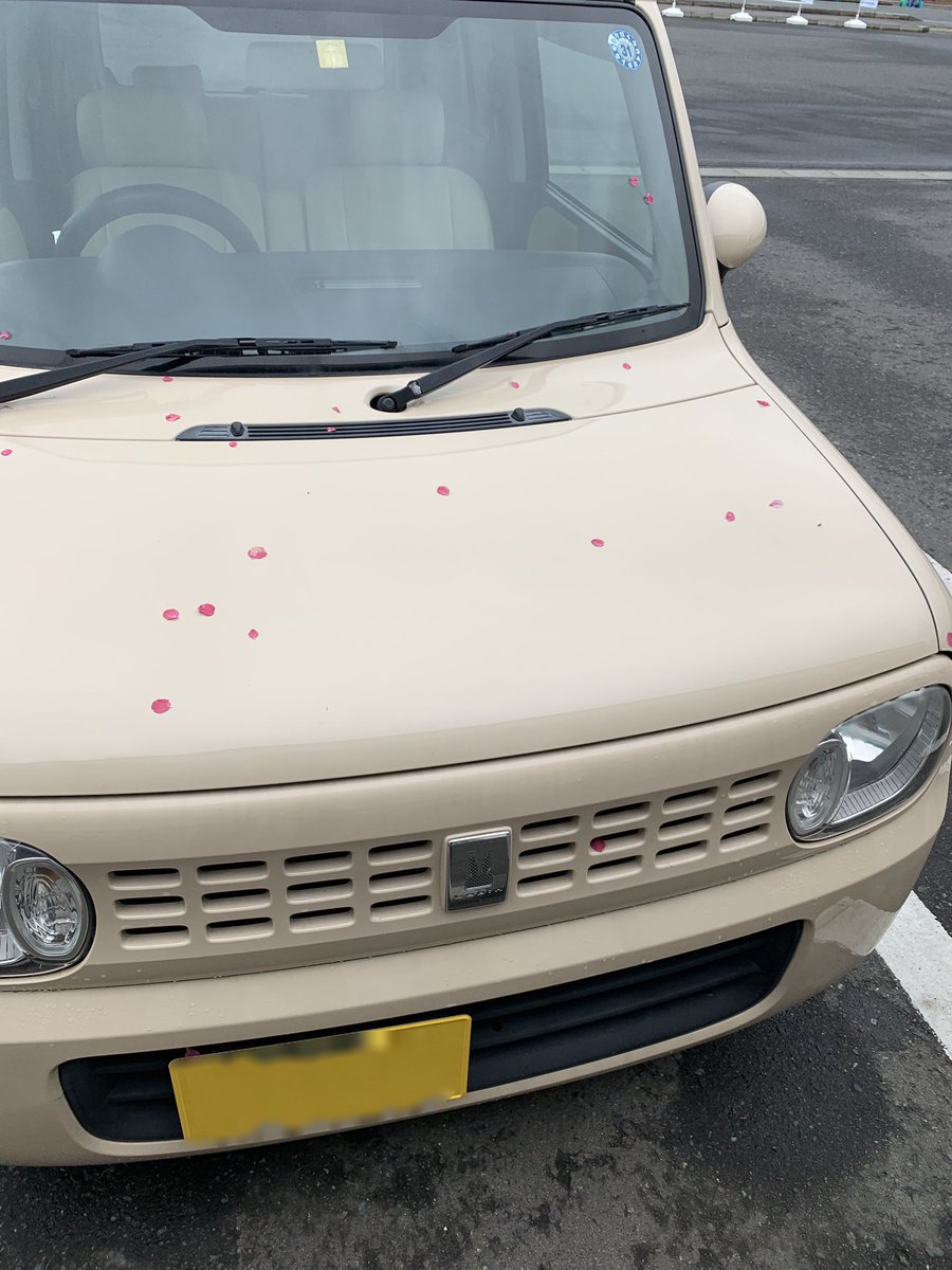 サクラの同じ仕様がいる🤭