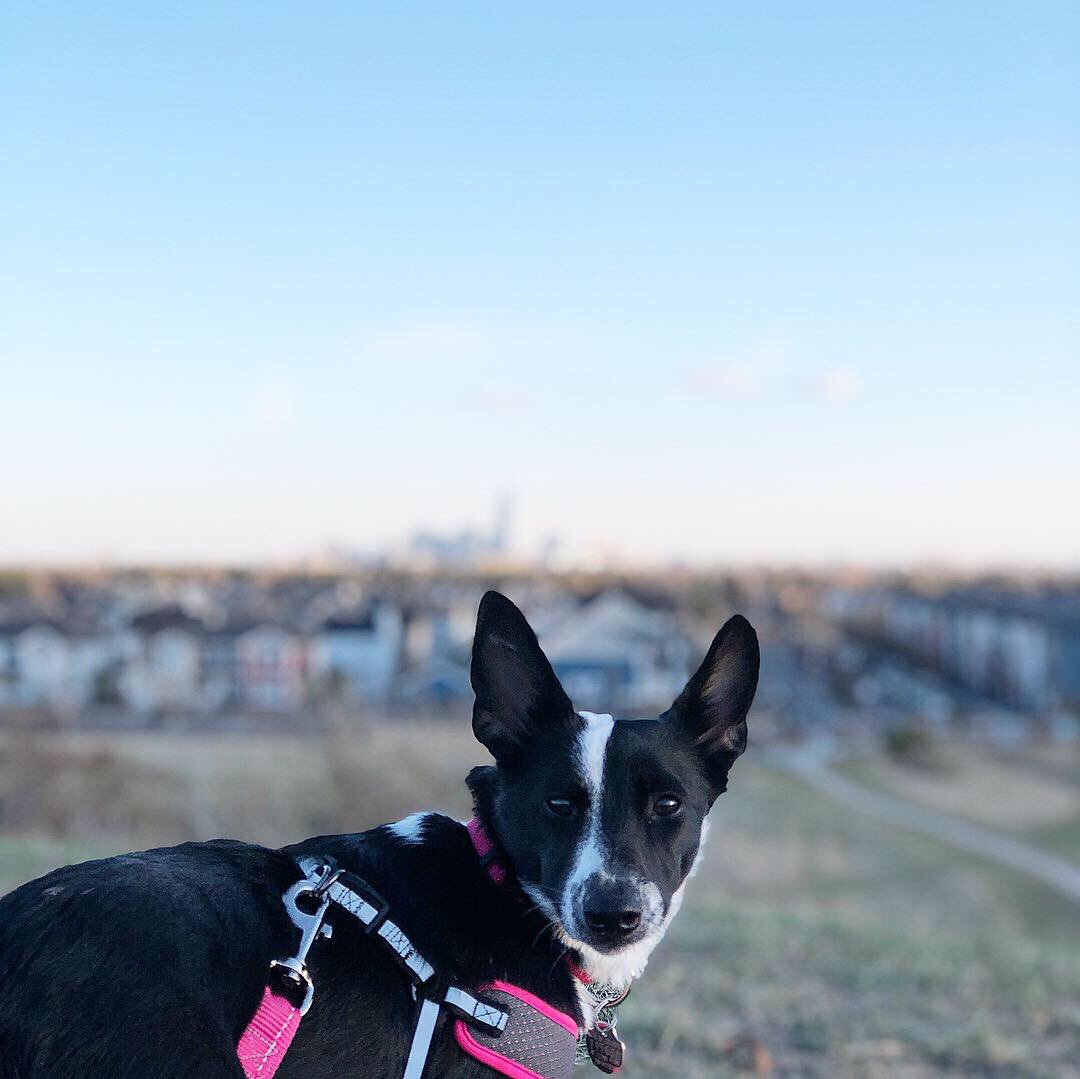 Seems like no better day than today—#NationalAdoptAShelterPetDay—to introduce you to our newest edition.

Meet Luna 🐶—our Texas-born 🌵, expert butt wiggling, 3-year old cuddle monster. 🐾 #yeg #yegpets #yegdogs #dogsofyeg #adoptsdontshop