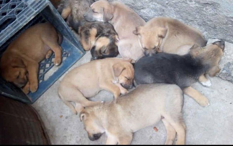 Vamos a cortar la cadena de maltrato de esta hermosa camada.
Quién dijo yo?

Adopta 🐕

Informes aquí con su servilleta.