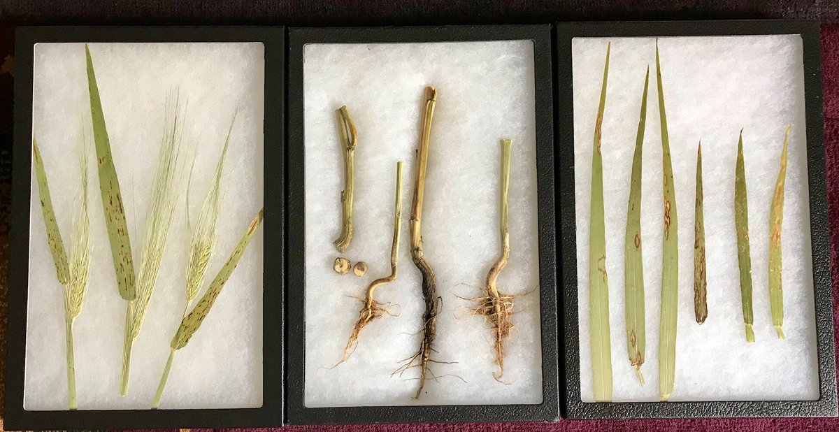 Jack Payne tweet media