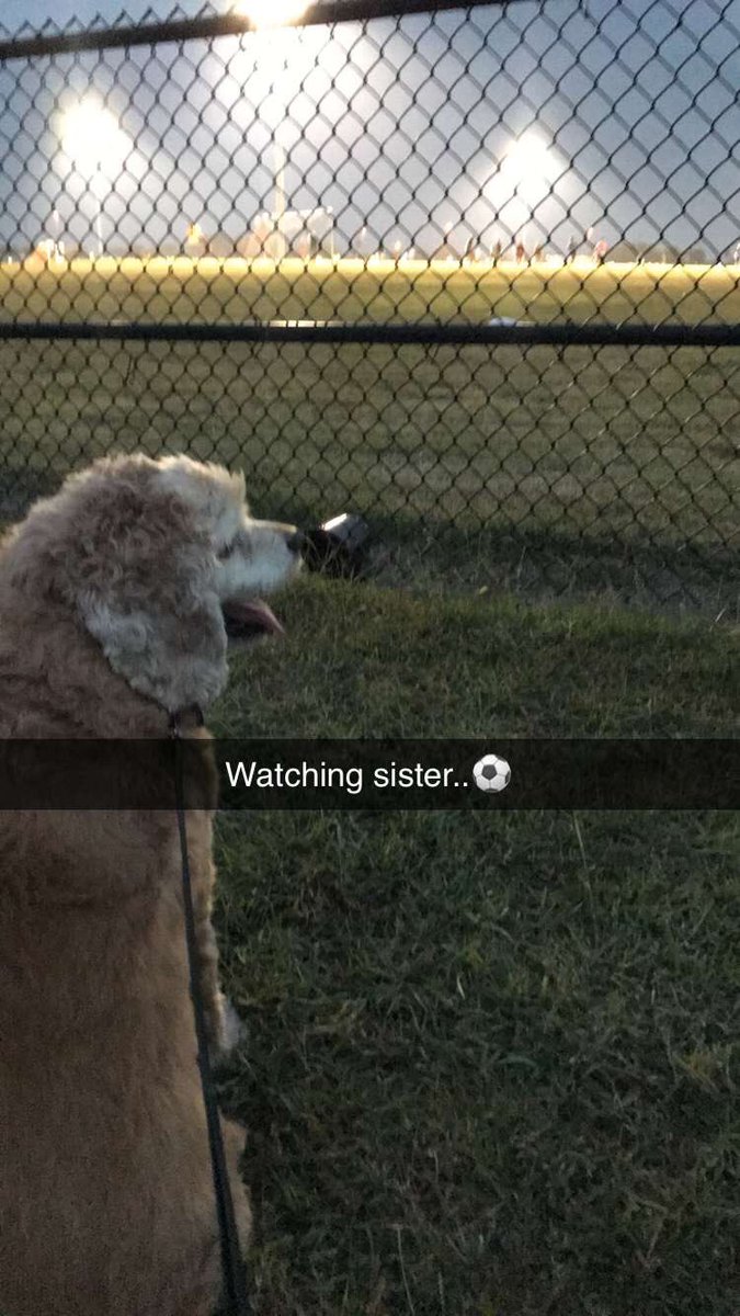 Cassey the Cocker (@cassey_cocker) on Twitter photo 