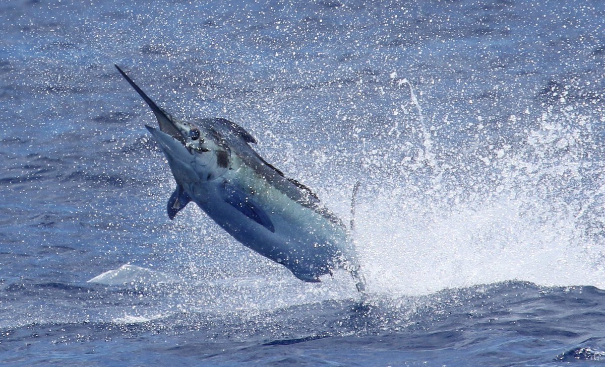 Billfish Report tweet media