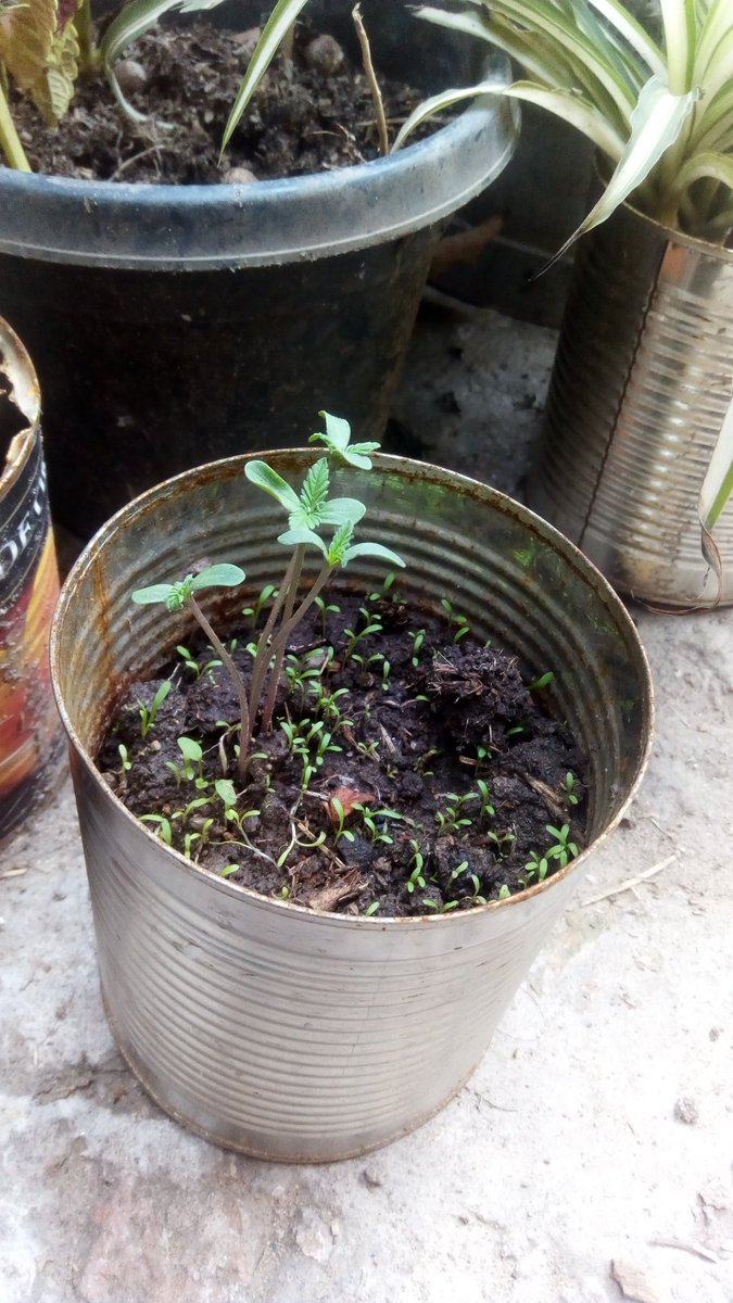 Le dije ami mama que es una planta de tomacos 😂😂