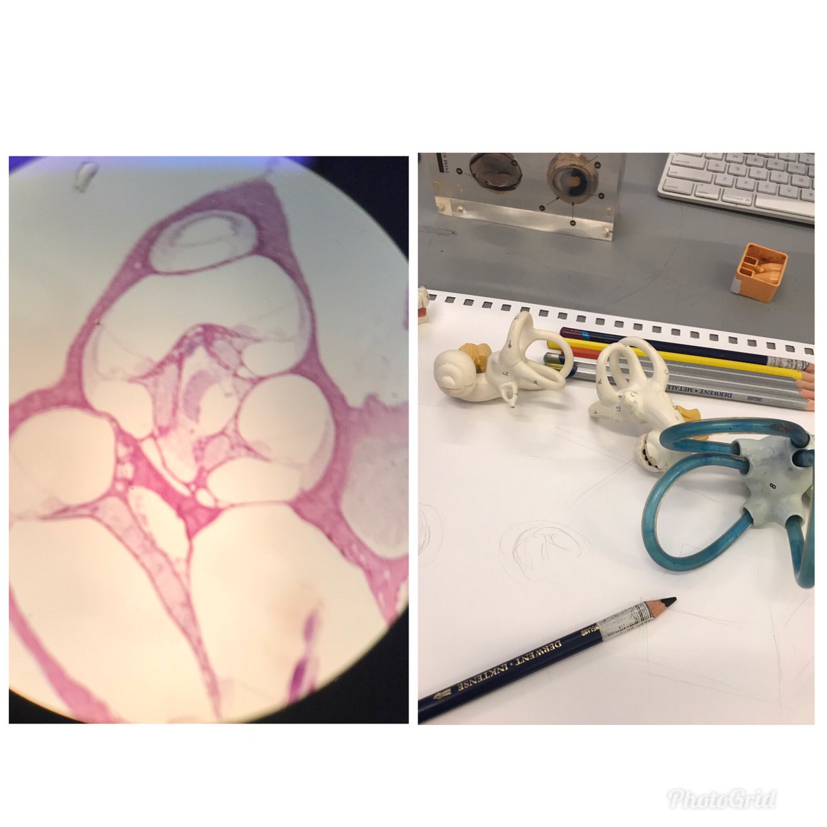 artinthelab's tweet photo. A few seconds of quiet equilibrium with the inner ear. https://t.co/sYlV17AoyF