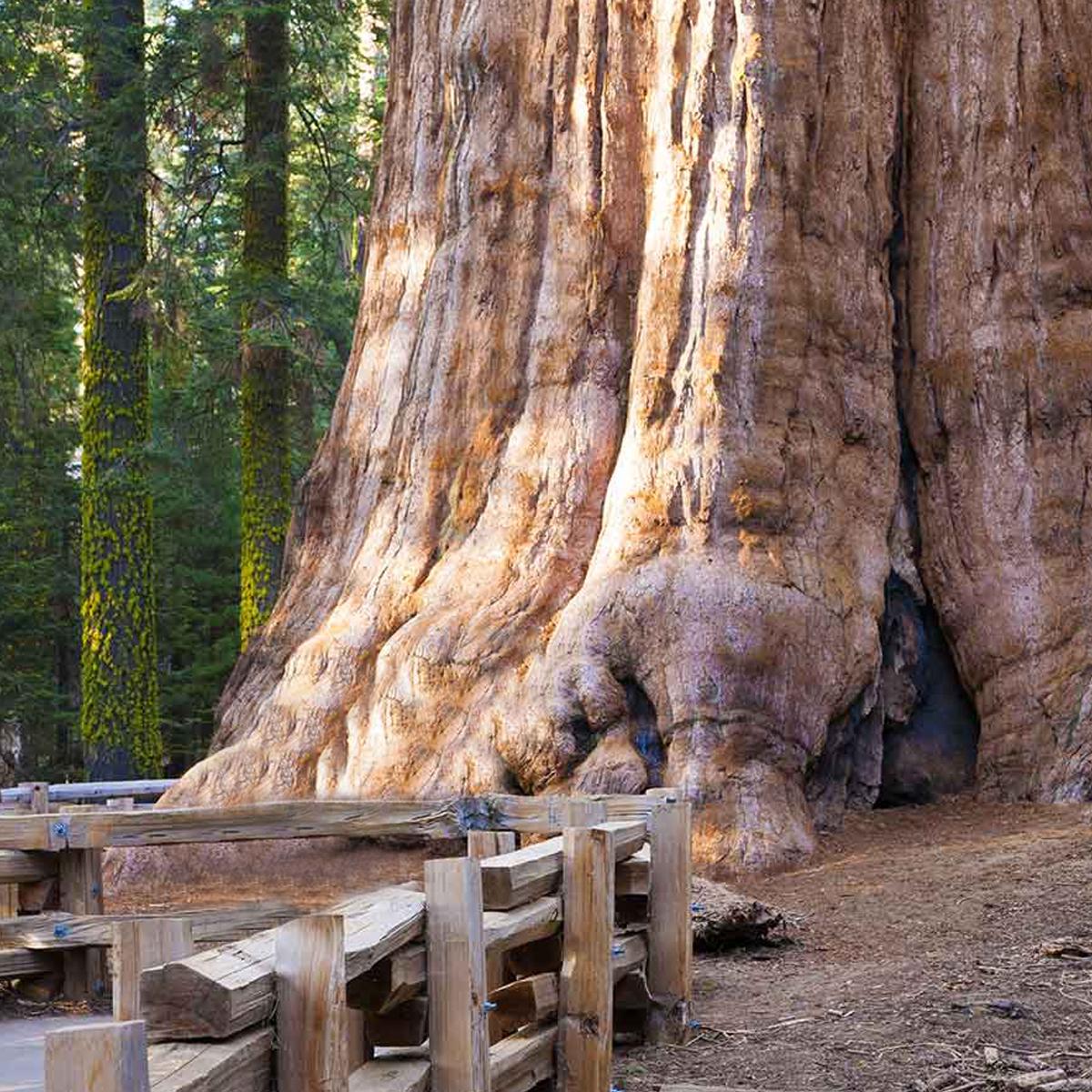 Kromitex_'s tweet photo. The #GeneralSherman is the biggest tree you can ever see. #Sequoya National Park is the home of this amazing tree, which houses over 75 of these #Sequoya Trees. There, you can walk miles and miles of beautiful landscapes until you encounter with the General Sherman
#SPCFlooring https://t.co/rLoSm7pScw