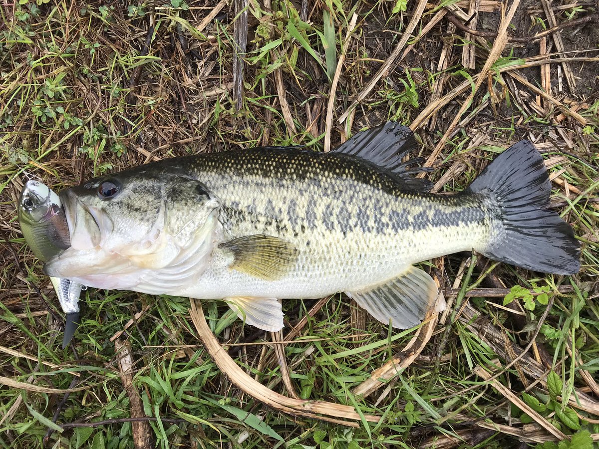 rumizryoz's tweet photo. タイニークラッシュに出た〜
そんなデカないけど。
模様がキレイ 🐟

#琵琶湖 #陸っぱり #バス釣り #朝練 #タイニークラッシュ #リップレス #modeB https://t.co/dBCKwE3vfZ