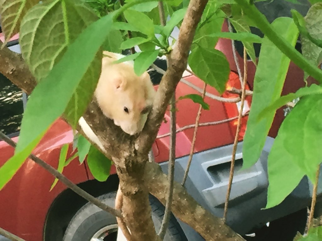 LovesBitca8's tweet photo. Jackie the tree model🌲 #treemodel #photographer #photography #rats #petrat https://t.co/gpSx5a44lJ