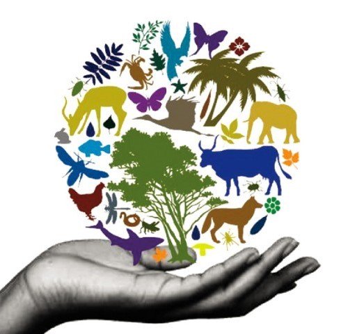 JaydeRobertson5's tweet photo. Does the natural elimination of plant species in our ecosystem have an impact on maintaining and building upon #biodiversity? I think yes! 

Help students take actions to provide their #localgeography with #sustainable futures, it's in their hands!

#uonteach https://t.co/bTjoE6H8vm