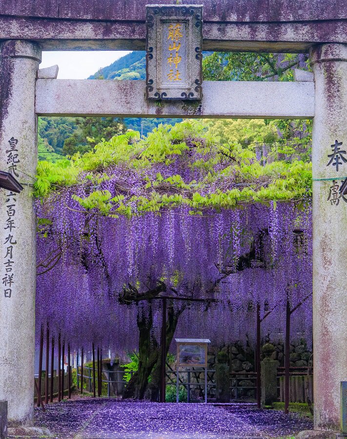 これで鬼は入ってこれない 鬼滅の刃 を彷彿とさせる見事な藤の花のカーテンが めちゃくちゃ結界張れとる 鬼滅ファンホイホイ Togetter