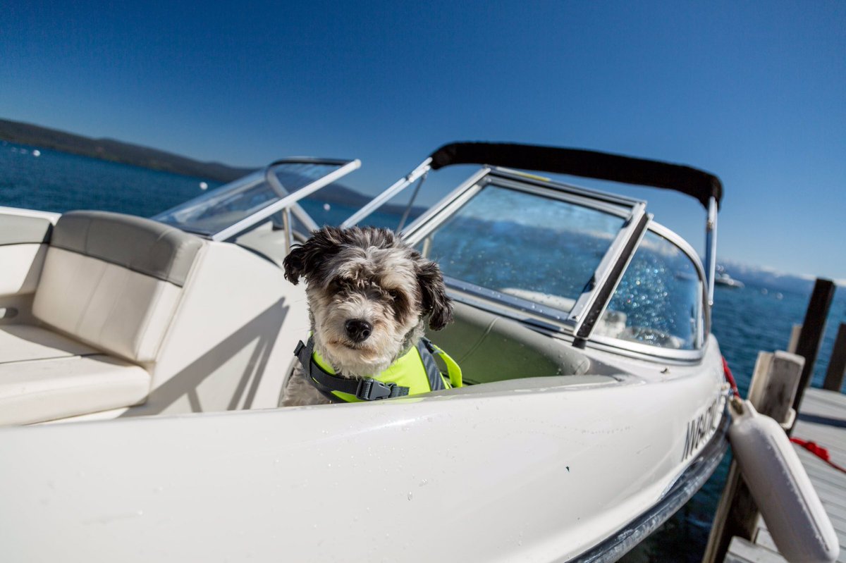 CPSGoderich's tweet photo. Even your four-legged furry family members need a life jacket. Invest in a pet life jacket this Spring! #boatinghuron #lifejacket #boatdog #cps #ecp https://t.co/FOY8Gh5nNu