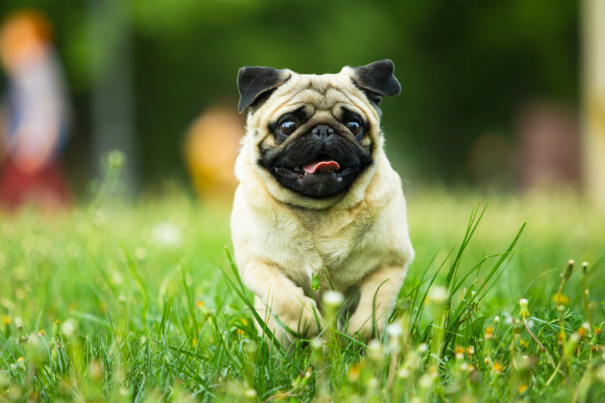 Dog_Tap's tweet photo. Top Dog Foods for Pugs https://t.co/6uxNbgEWdx https://t.co/2OFeoXwoQK