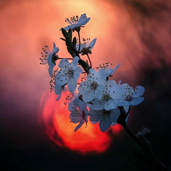 нежной весенней ночи картинки. спокойной ночи цветы. прекрасной весенней ночи. открытки спокойной ночи. доброй весенней ночи.