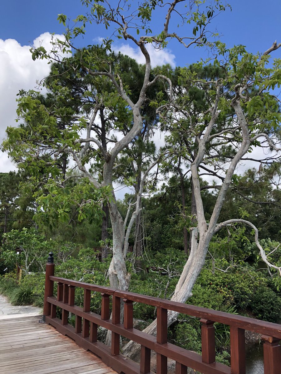 MireilledH's tweet photo. Morikami Museum and Japanese Gardens. What a beautiful walk in these important days for Japan! https://t.co/B9iNTu5ghc