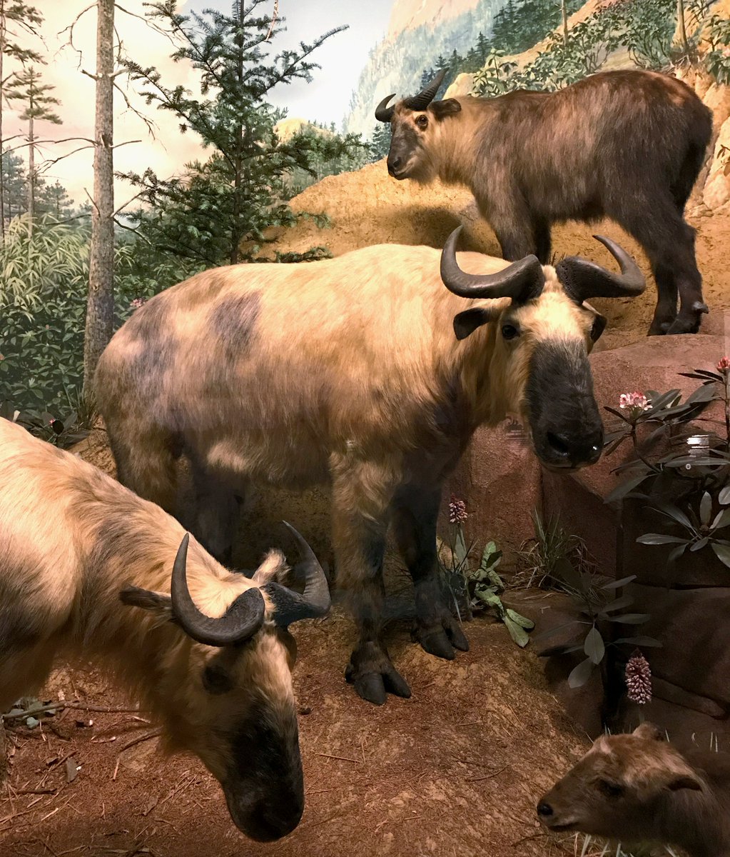 These mountain goats have special coats. 🐐☔️ To repel rain and keep warm in the Himalayas, takins secrete an oily substance that coats their fur and acts like a natural raincoat. #TaxidermyTuesday