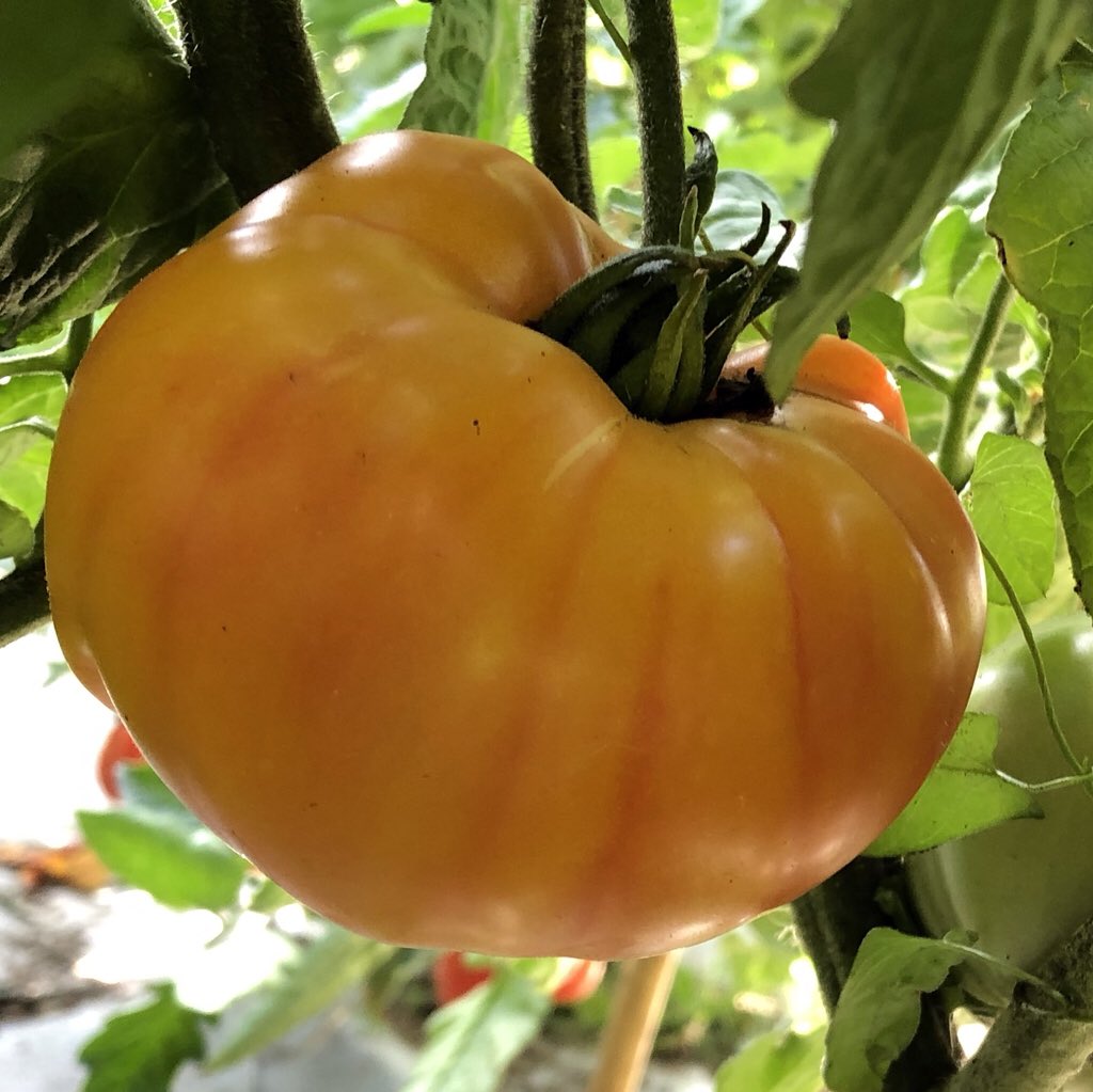 AmkhaSeed's tweet image. ‘Gold Medal’ tomato is an indeterminate heirloom with amazing color and flavor. Firm flesh is mild with a low acidity and very sweet, perfect for eating fresh. amkhaseed.com

#heirloomseeds #tomatoes #organic #garden #food #seedsaving #urbangarden #growfood #growyourown