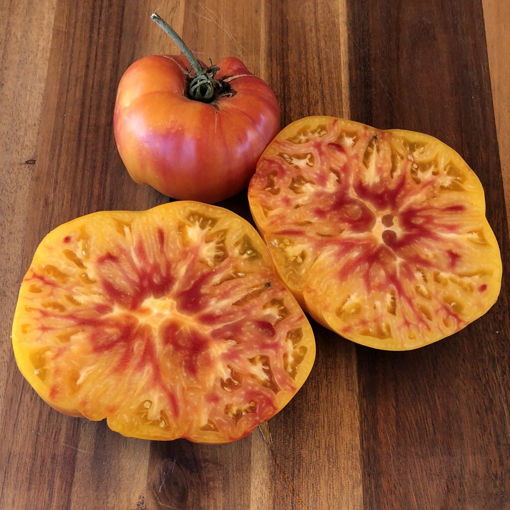 AmkhaSeed's tweet image. ‘Gold Medal’ tomato is an indeterminate heirloom with amazing color and flavor. Firm flesh is mild with a low acidity and very sweet, perfect for eating fresh. amkhaseed.com

#heirloomseeds #tomatoes #organic #garden #food #seedsaving #urbangarden #growfood #growyourown