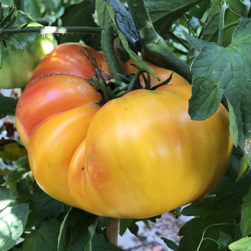 AmkhaSeed's tweet image. ‘Gold Medal’ tomato is an indeterminate heirloom with amazing color and flavor. Firm flesh is mild with a low acidity and very sweet, perfect for eating fresh. amkhaseed.com

#heirloomseeds #tomatoes #organic #garden #food #seedsaving #urbangarden #growfood #growyourown