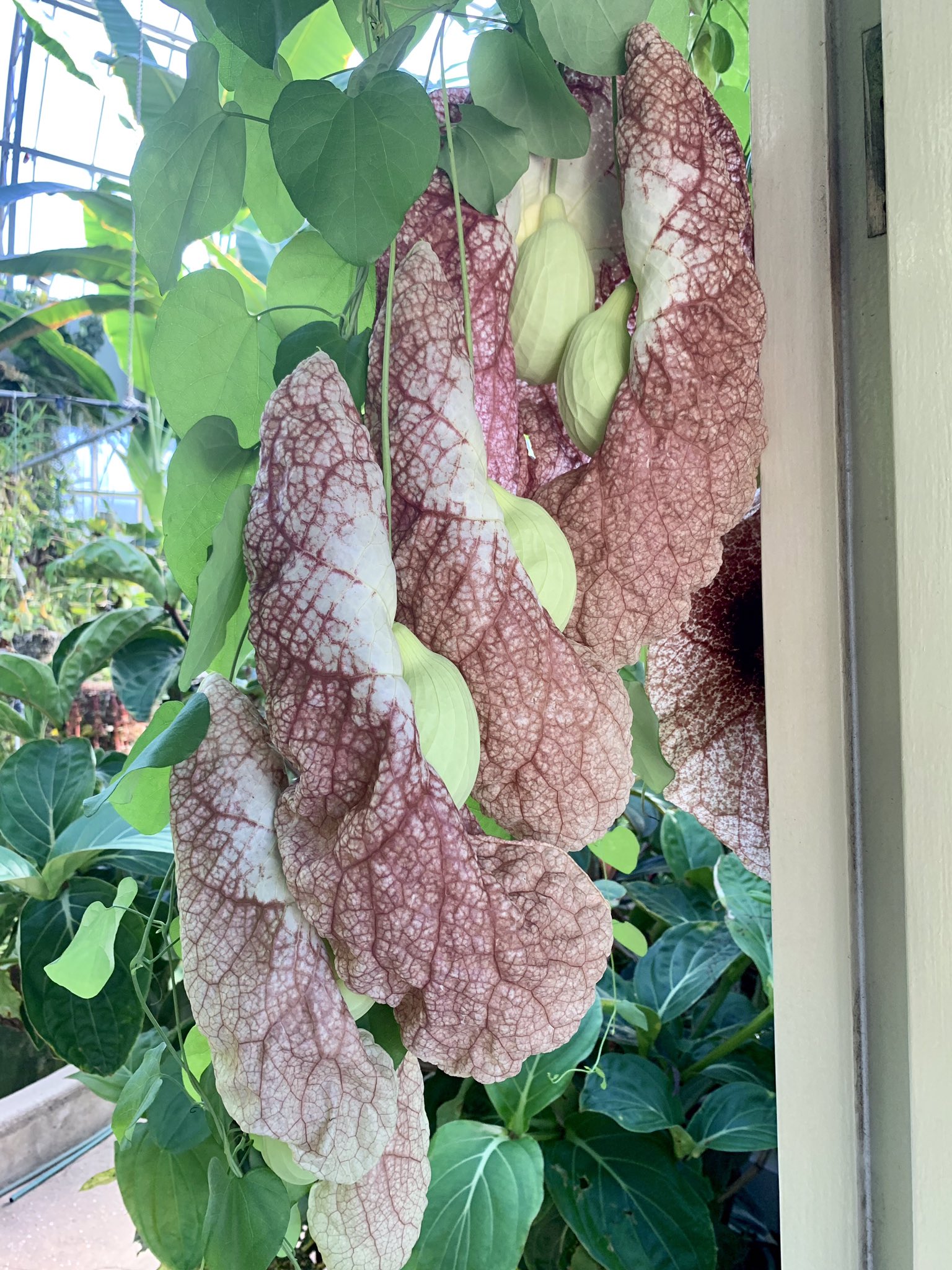 Jimmy Turner on Twitter "Aristolochia grandiflora the “Pelican Flower