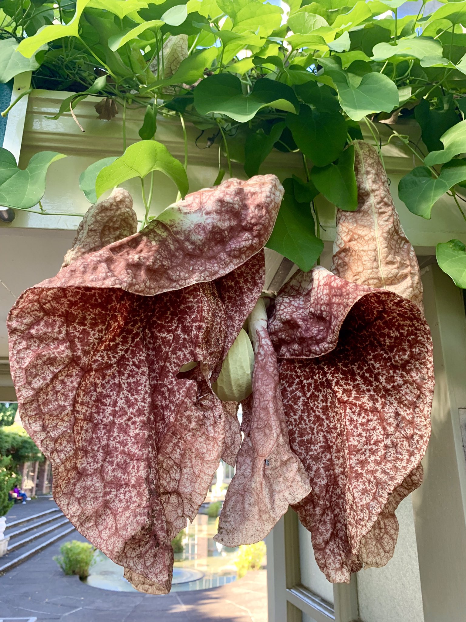 Jimmy Turner on Twitter "Aristolochia grandiflora the “Pelican Flower