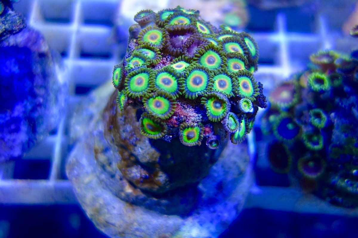 ReefSwiss's tweet photo. Zoanthus zu kaufen😊 https://t.co/VTN8iLlcc4