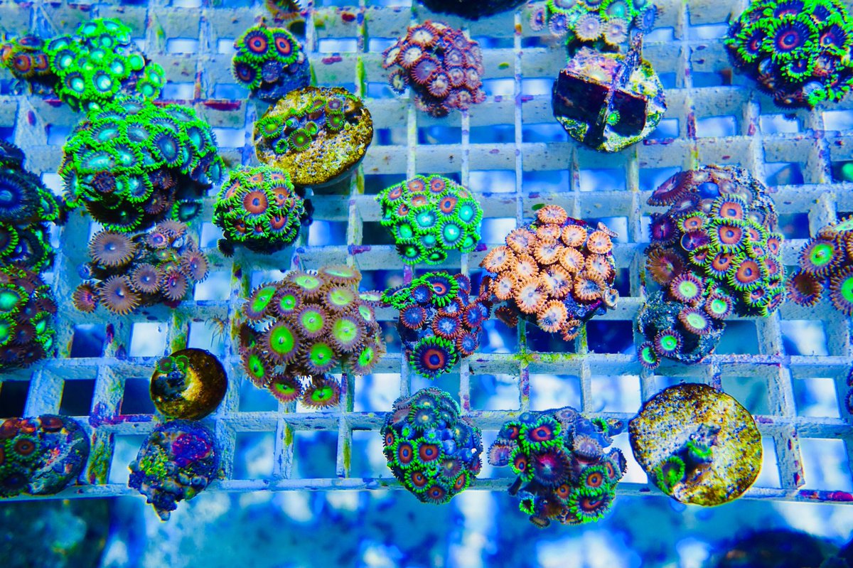 ReefSwiss's tweet photo. Zoanthus zu kaufen😊 https://t.co/VTN8iLlcc4