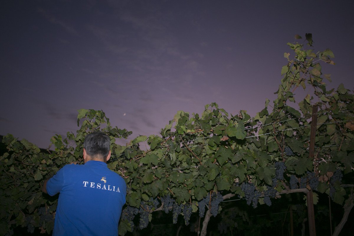 🇪🇸 ¡Feliz #DíaDelTrabajador!

🇬🇧 Happy #WorkersDay!

bodegatesalia.com
