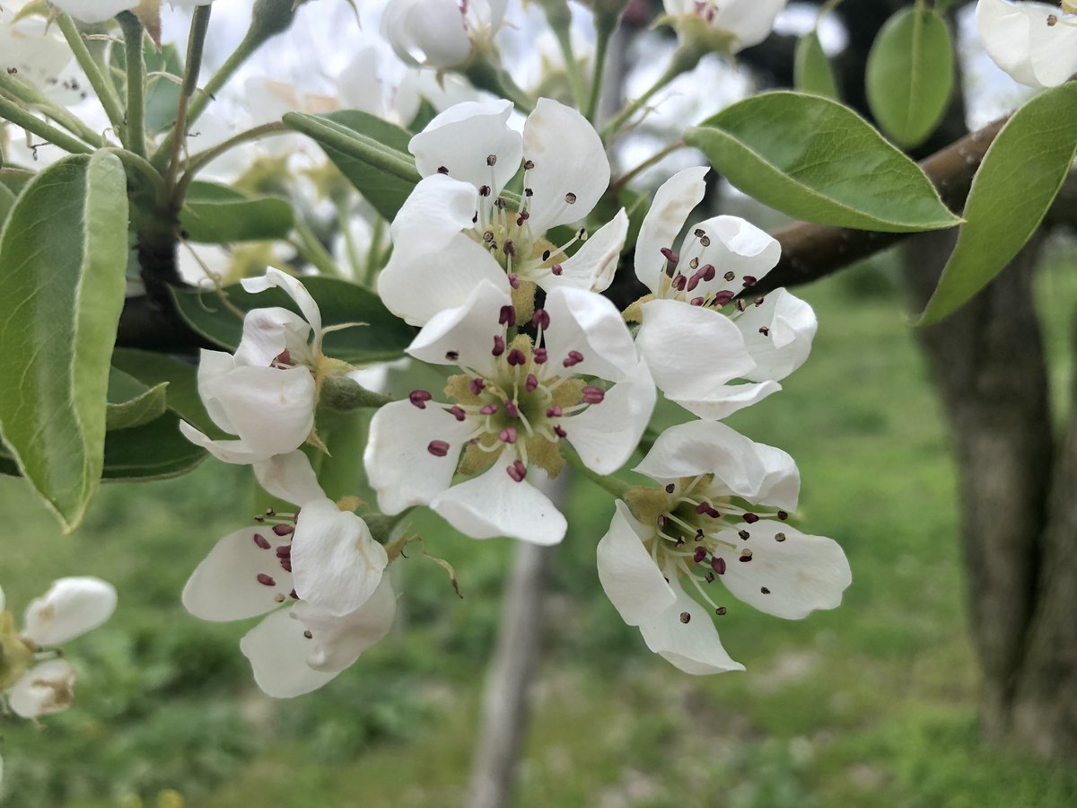 果物の花 果物の花