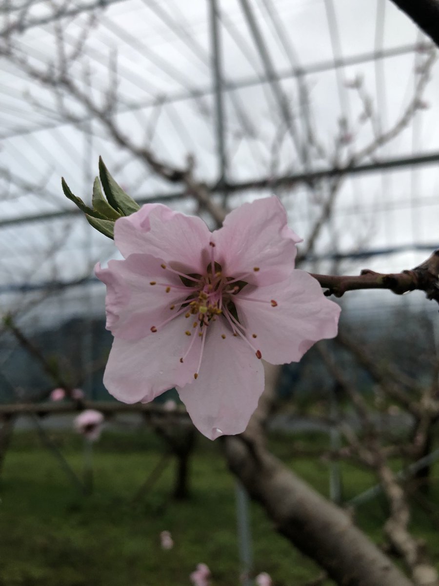果物の花 果物の花