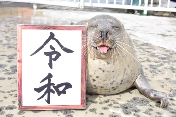 画像 / Picture