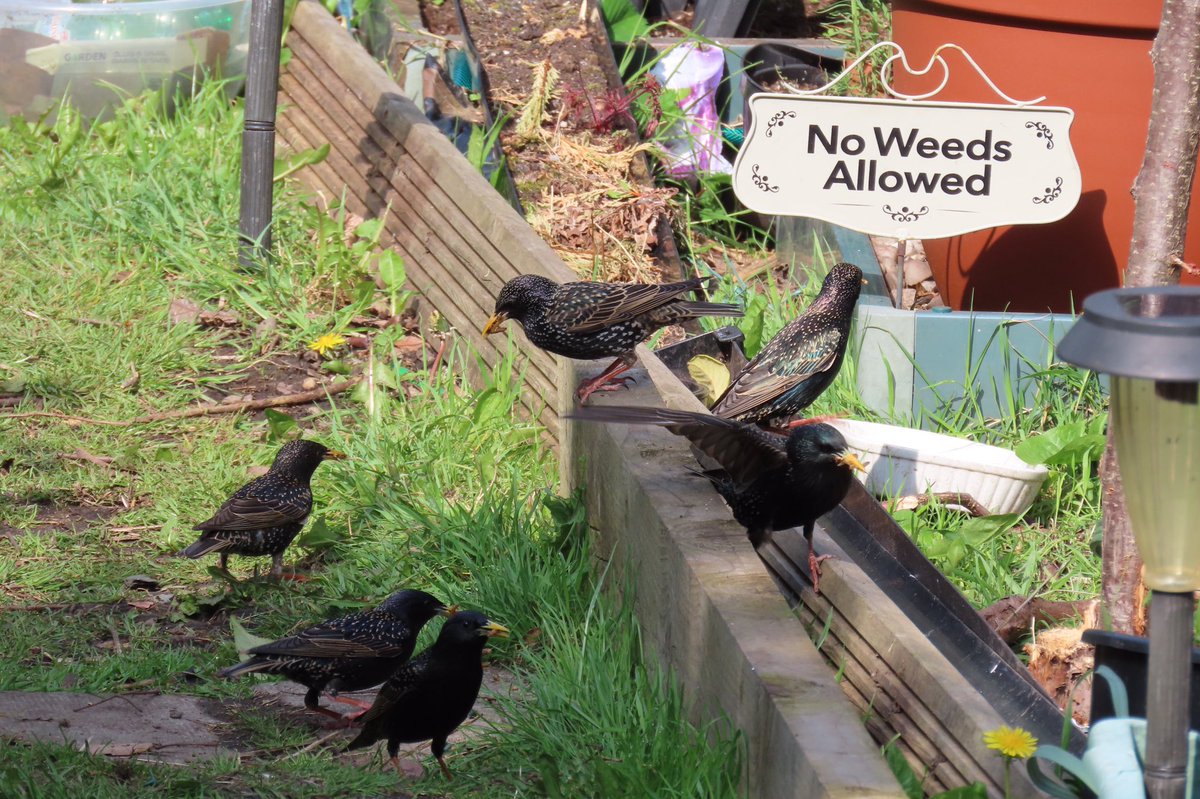 AskFrankMSE's tweet photo. @Natures_Voice Happy to see some strangers to our garden, not seen in Sheffield for years! A flock of 12 in total. https://t.co/iIC8dFMxVU