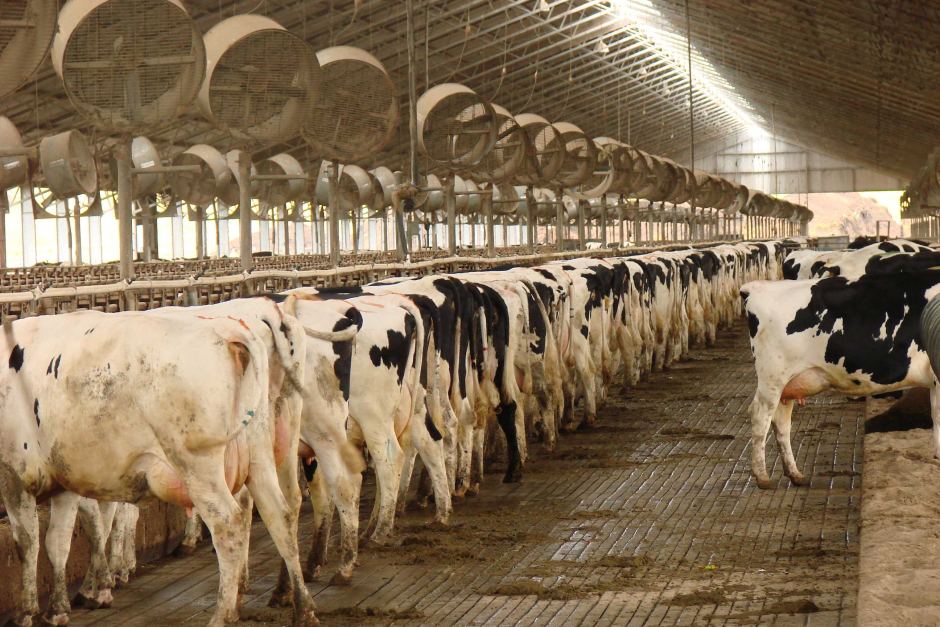 FebruDairyFacts's tweet photo. 20% of UK cows raised for dairy are "zero-grazed", which means they never once see grass and remain housed indoors for the duration of their lives #ShoutAboutDairy #TellItLikeItREALLYIs

#stolenchildren #februdairyfacts #februdairy

Please share this.

https://t.co/3ZV7HUrOsr https://t.co/wGH7FNOsLF