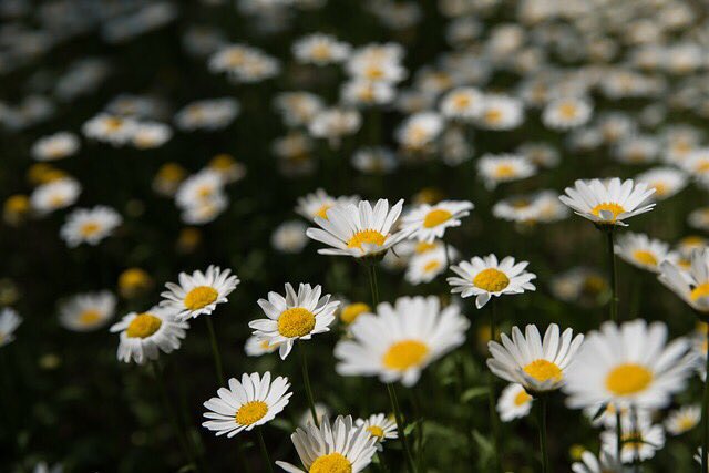 #May sees our nights getting lighter and our sunshine getting warmer. 
Puffins are back at Ailsa Craig. The gannets have been back a while &amp; the swallows and skylarks can be heard and seen quite regularly now. 
I love this time of the year. What’s your favourite time of the year?