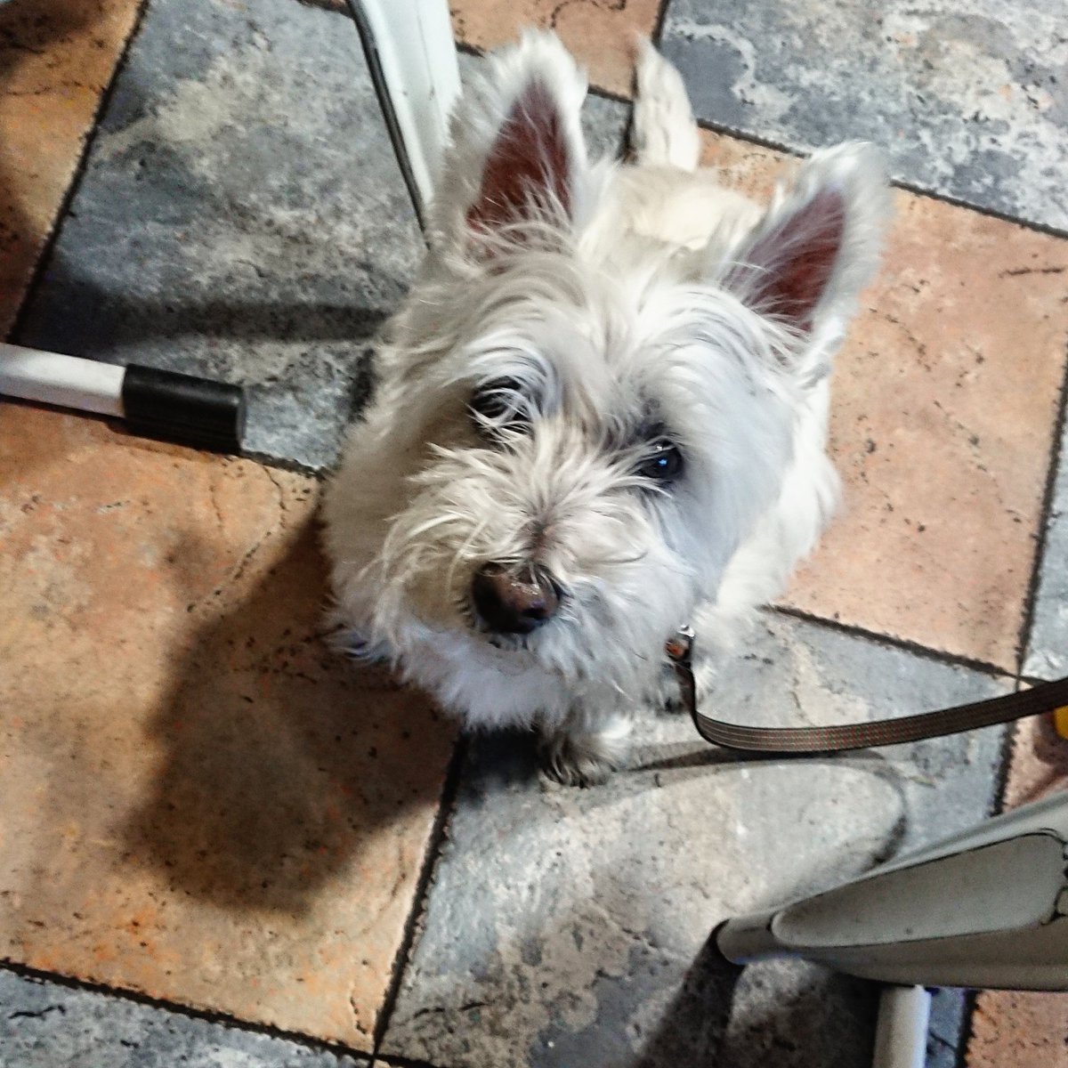 Gille_RM's tweet photo. Cleo itxaroten ea zerbait erortzen den.. ๐
#Euskalherria #Basquecountry #Cleo #Westie #Westies #Tabernan #Itxaroten #Posando #Atenta #Adi #Esperando https://t.co/Wgw5ZOLHDC