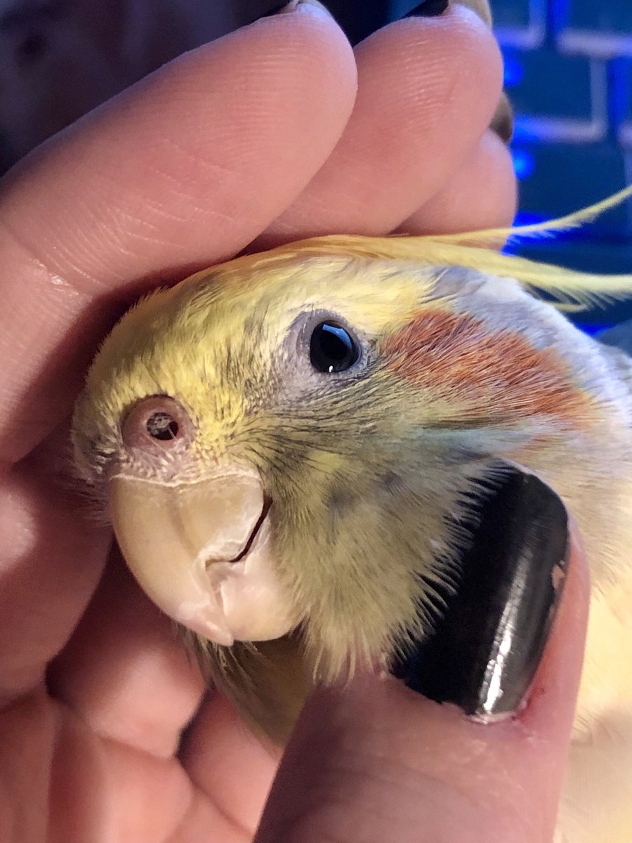 BombiTiel's tweet photo. It's public holiday today in our country, mom is at home with us all day! I'm getting well deserved scritches right now! 😊 - Peachy https://t.co/4HOlQEcNAm