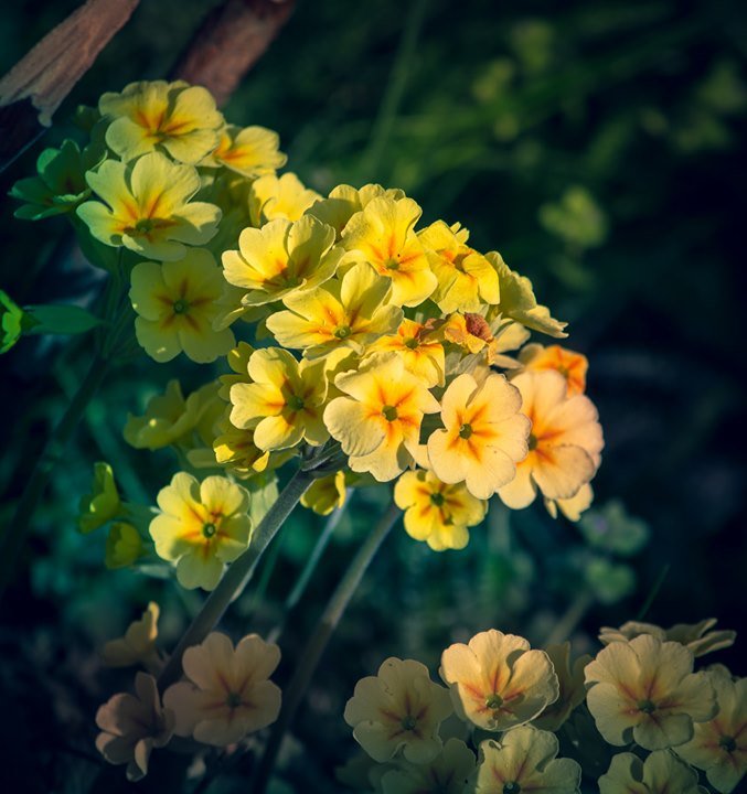 iamalexolben's tweet photo. 🌼 #flower #phototherapy #photochallenge https://t.co/mbqYz2rpfW