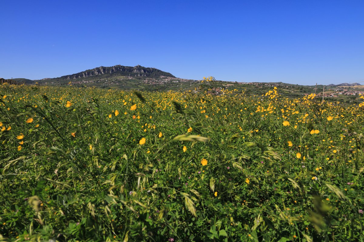 _technophil_'s tweet photo. Un pò di primavera! 🍃☀️
1/125 s, f/11, +1/3 EV, ISO 100, 24 mm, EOS RP + RF 24-105 L
@VisitSanMarino 
#unesco #sanmarino #nature #colors #spring https://t.co/9WaOixxgRu